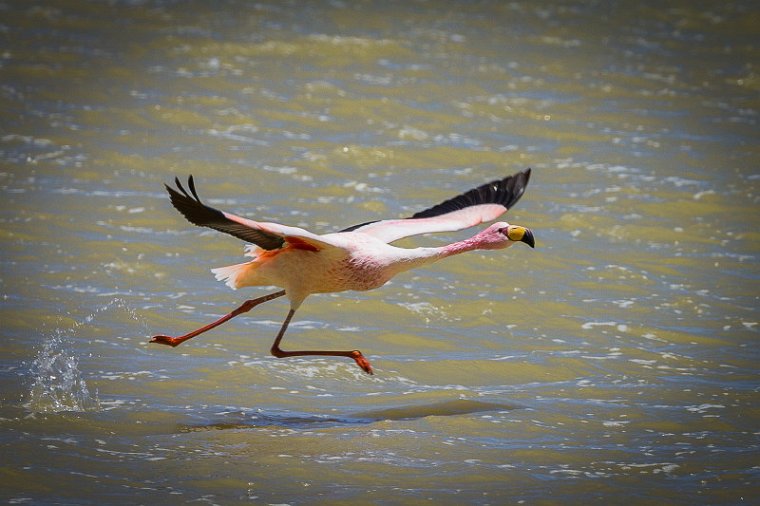 031 Salar de Surire, flamingo.jpg